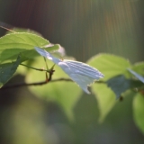 2010 Apr Kokolandia_04